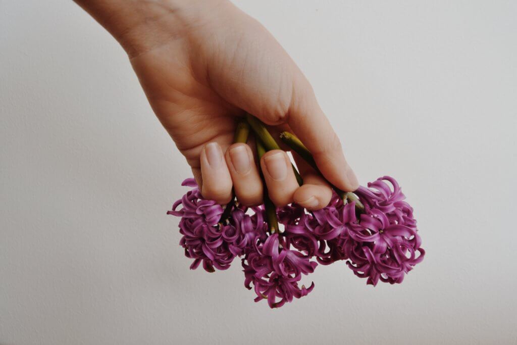 person holding pink petaled flowers