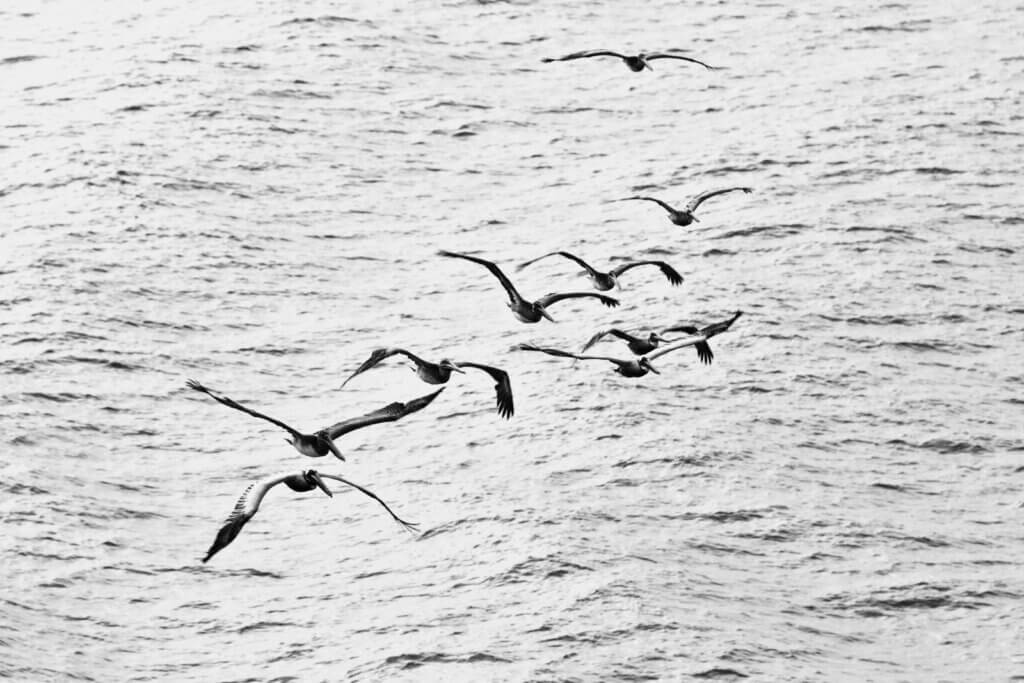 flock of birds flying over the sea